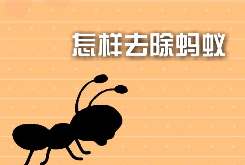 怎么灭蚂蚁