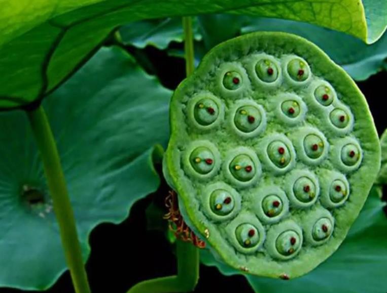 莲蓬怎样吃