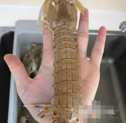 皮皮虾怎么处理虾线