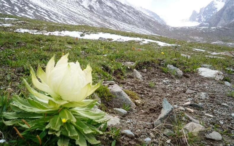 天山雪莲怎么吃