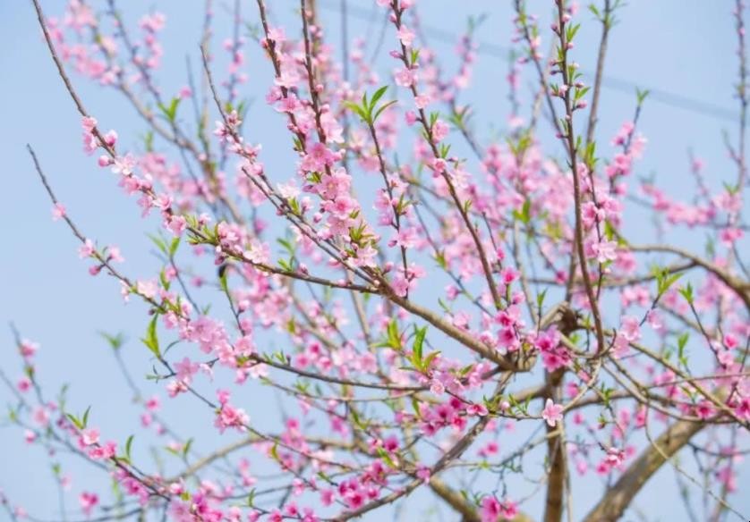 3月开什么花