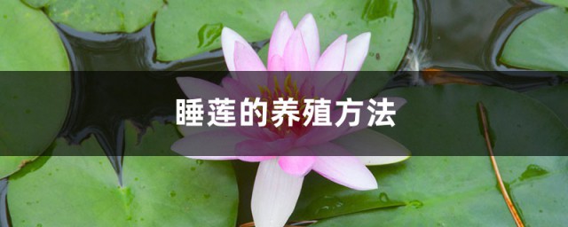 睡莲的盆栽养护方法 睡莲盆栽如何养殖