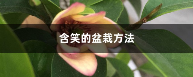 深山含笑的盆栽养护方法 盆栽深山含笑怎么养殖