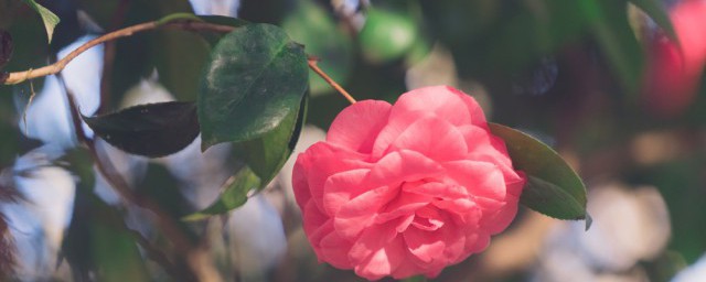 关于茶花的资料 有关茶花的介绍