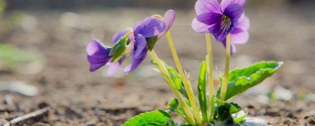 紫花地丁的盆栽养护技巧 紫花地丁的盆栽养护办法简介