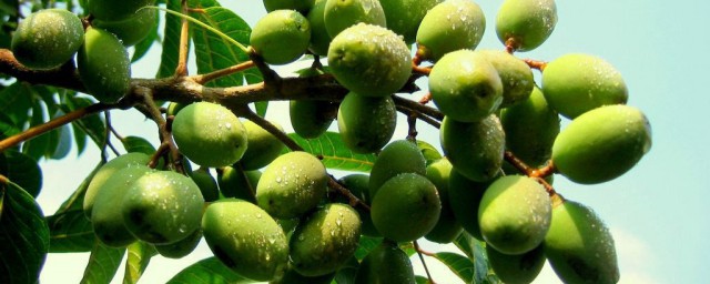 世界油王是什么植物 世界油王是属于什么植物