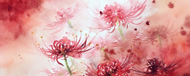 关于彼岸花的资料 彼岸花资料介绍