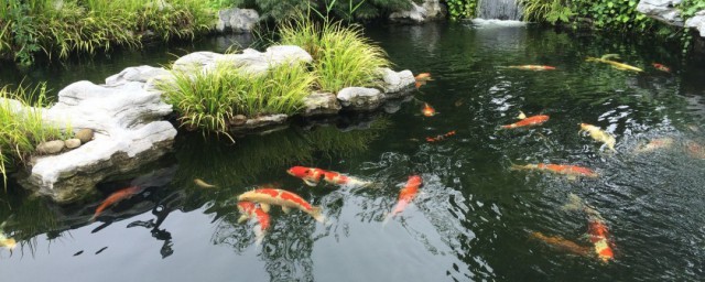 如何清洁鱼池 鱼池中有过量饲料如何清理