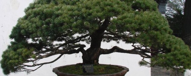 迎客松的养殖方式 迎客松怎样养殖
