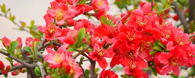 夏季海棠花的养殖方法 夏季海棠花的养殖方法介绍