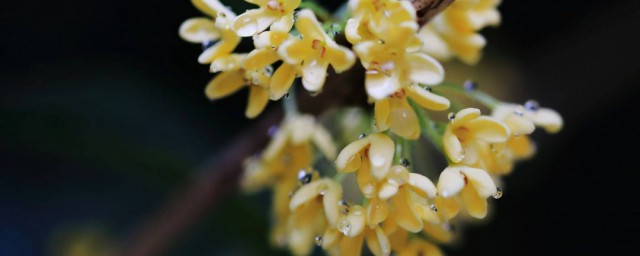 桂花露制作方法 桂花露做法