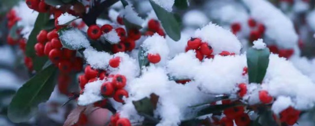 初雪的寓意和象征 初雪的寓意和象征简介