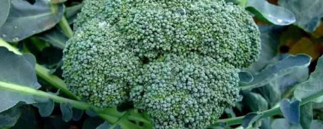 西兰花种植 西兰花的种植办法简介