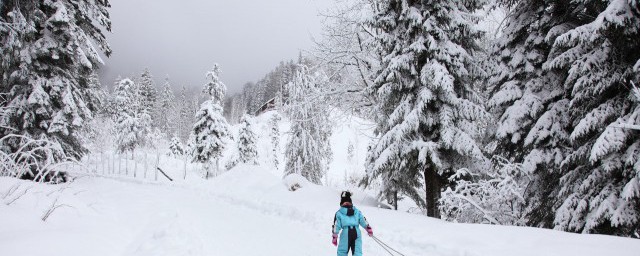 傲雪的意思 傲雪是什么意思