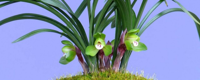香水兰花怎么养 香水兰花养植技巧
