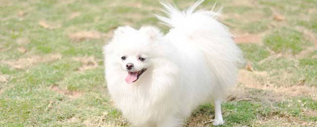 博美犬的寿命有多长 博美犬如何养寿命长