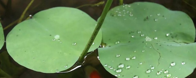 下雨了动物有哪些表现 下雨了动物有什么表现