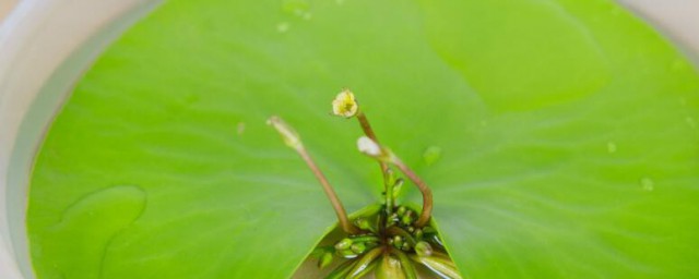 金银莲花的养殖要领 金银莲花怎么养殖