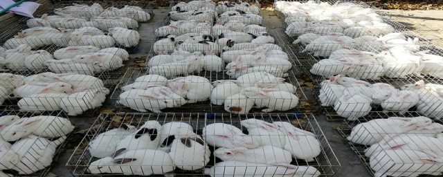 肉兔的养殖技术及方法 有哪些方法养殖肉兔