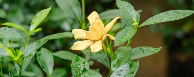 栀子花的养殖技巧 栀子花怎样养殖