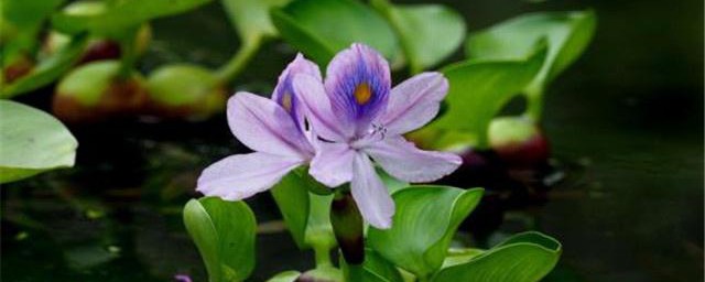水葫芦及养殖方法 如何养殖水葫芦