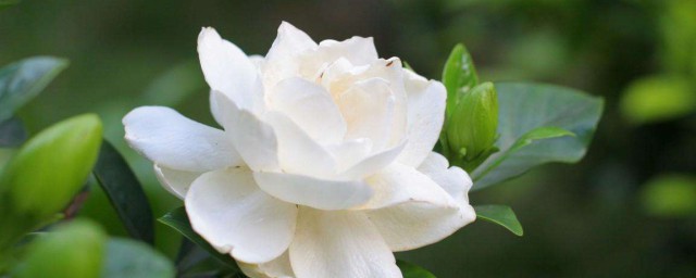 栀子花怎么养殖方法 如何养殖栀子花