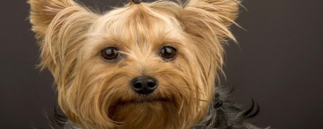 约克夏犬有什么优缺点 约克夏犬优缺点简介