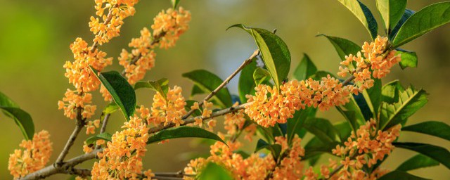 正宗桂花酒制作方法 正宗桂花酒怎么做
