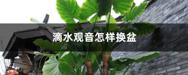 滴水观音换土方法 滴水观音换土之后如何养护