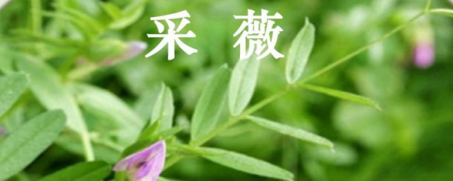 采薇是什么意思 采薇中的薇是什么意思