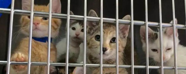 什么是后院猫 后院猫如何辨别