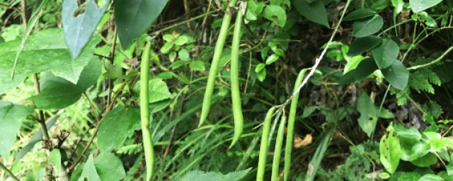 蚕豆不剥皮如何保存 蚕豆是什么子叶植物