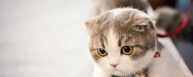 关于猫的诗句 猫的诗句有什么