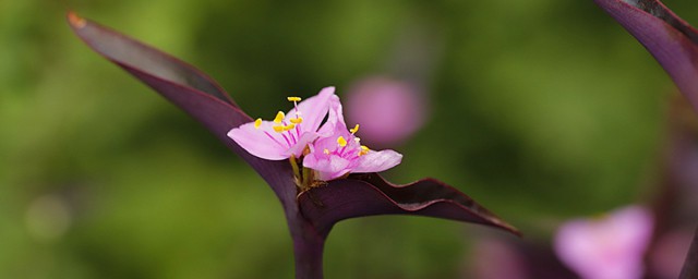 紫竹花寓意 关于紫竹花的寓意