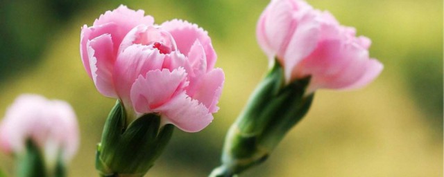各种花的花语代表什么意思 各种花的花语详解