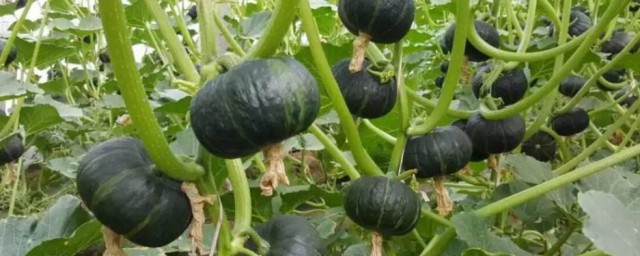 贝贝小南瓜种植时间和方法 关于贝贝小南瓜种植时间和方法