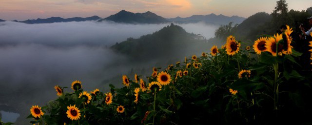 送男朋友什么花最好 可以送男朋友的花