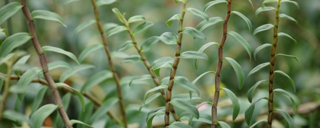 石斛发芽还能吃吗 石斛发芽了可以吃吃法有哪些