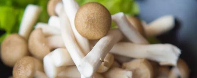 真姬菇不能和什么同食 真姬菇食用禁忌