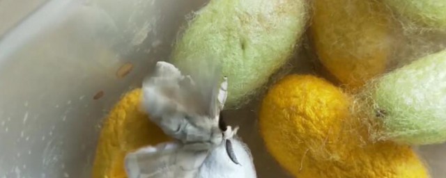 破茧而出的蚕蛾如何养 破茧而出的蚕蛾怎么养