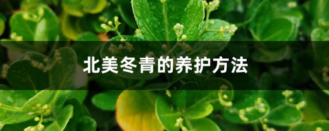 北美冬青盆栽家庭怎么养 北美冬青盆栽的养殖方法