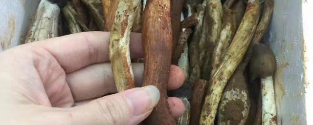 夏至菇的功效与作用 夏至菇的功效与作用有哪些