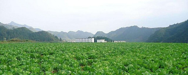 夏至种什么农作物 夏至种农作物有哪些