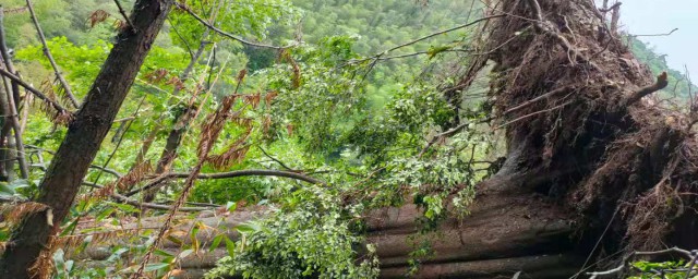 拔山倒树是什么意思 拔山倒树而来是指什么