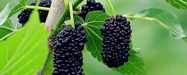 桑葚是什么植物 桑葚介绍