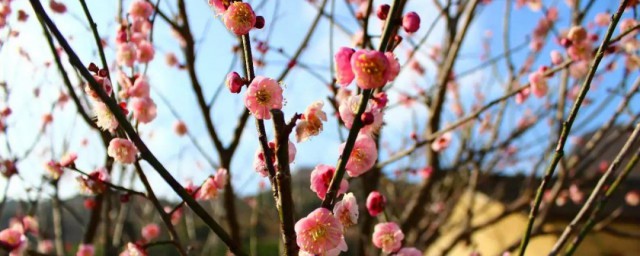 梅花的寓意是什么意思 梅花的象征意义