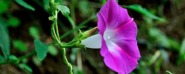 牵牛花寓意这什么意思 关于牵牛花的寓意是什么意思