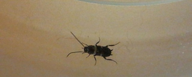 黑菌虫怎么消灭 黑菌虫如何消灭