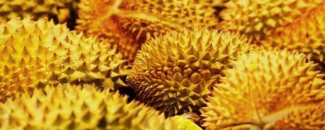 怎么判断金枕榴莲熟了没有 如何辨别金枕榴莲熟没熟呢