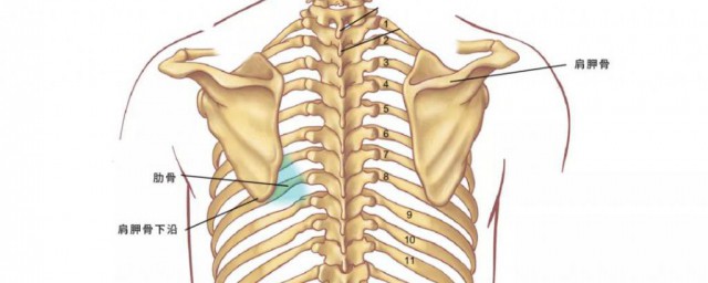 翼状肩胛是怎么引起的 翼状肩胛引起的原因